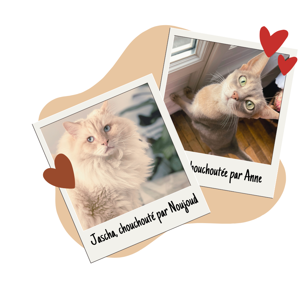 Cat and exotic pet boarding