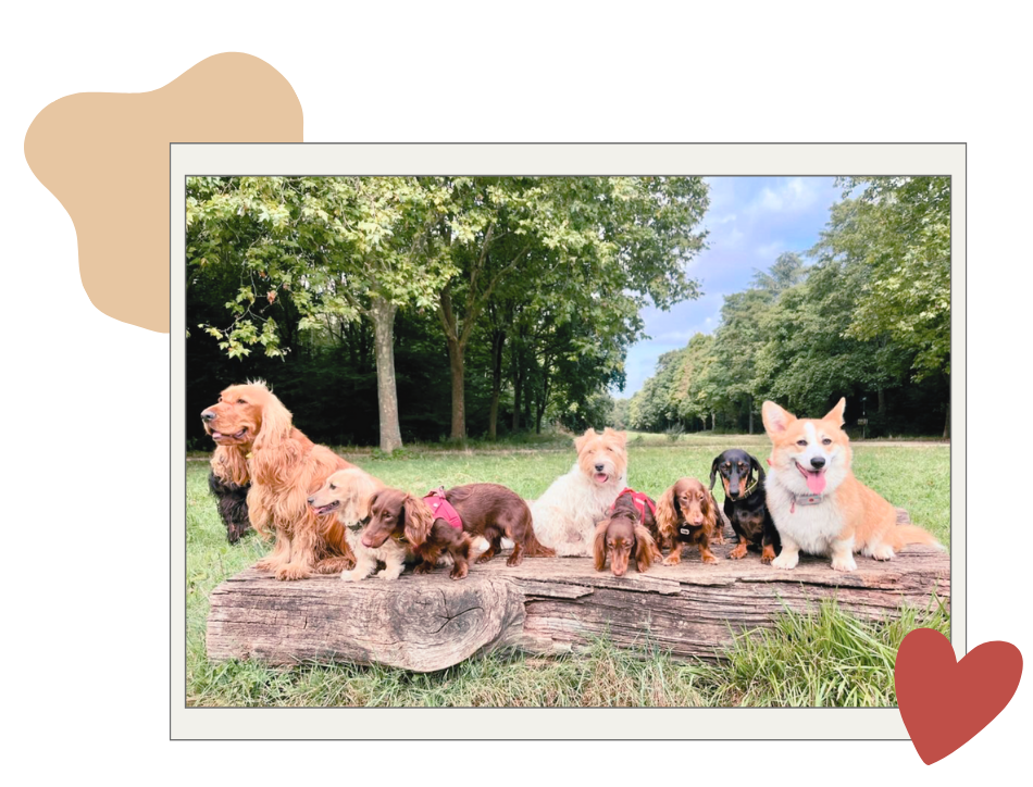 VIP Club Pet Cheri