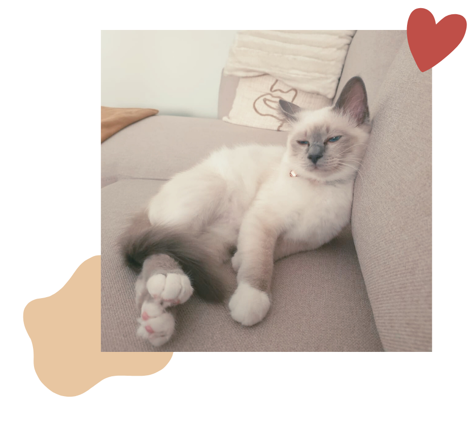 VIP Club Pet Cheri