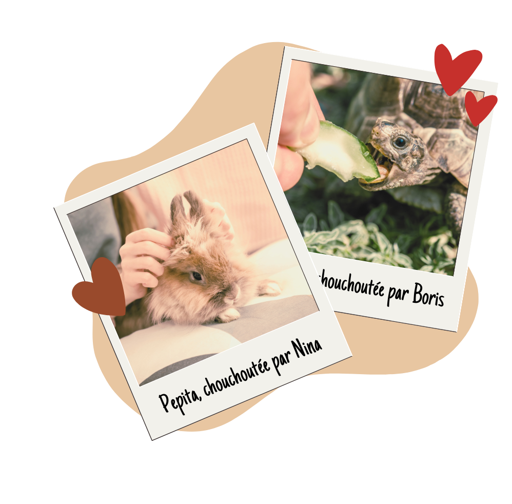 Specialist exotic pet care