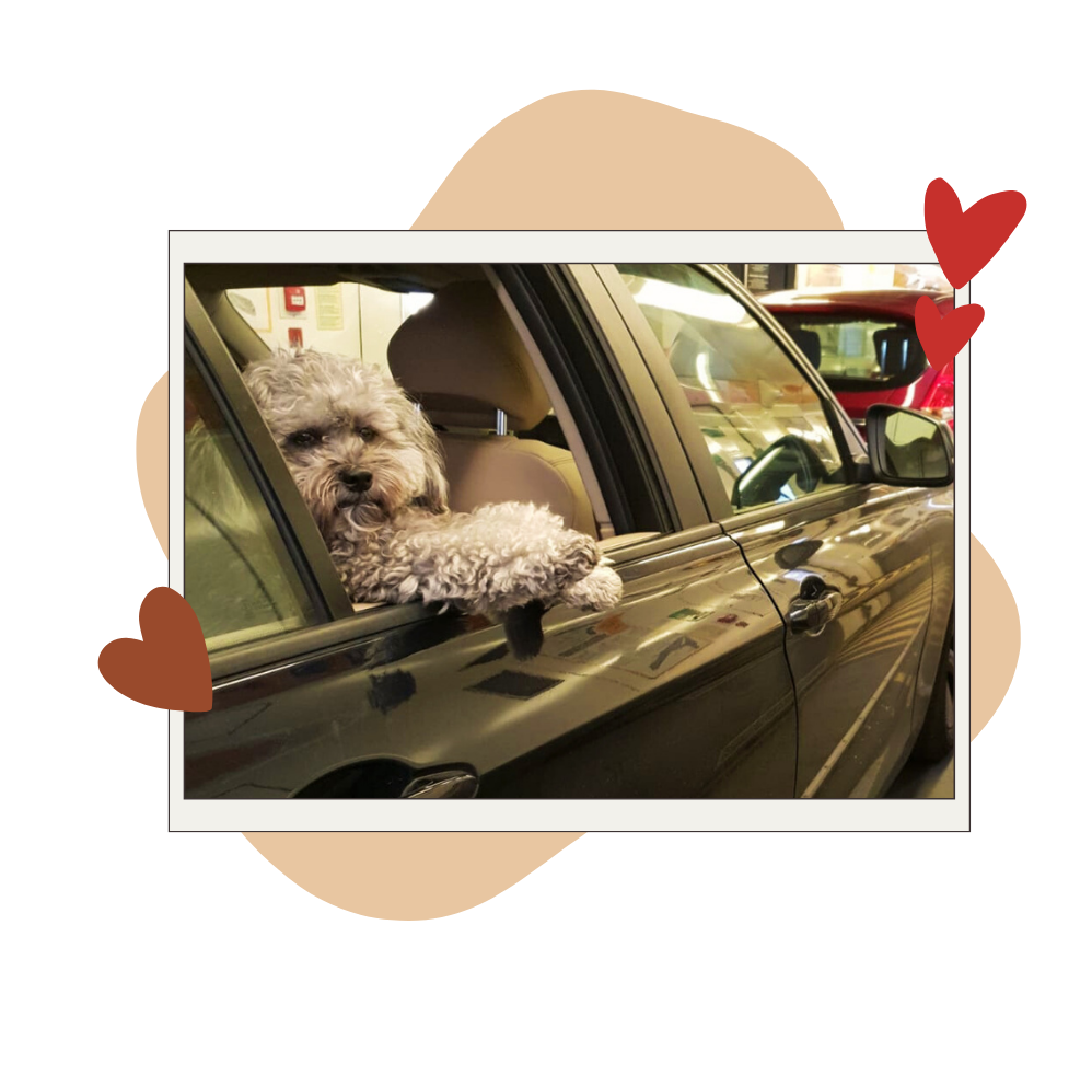 Pet Transport