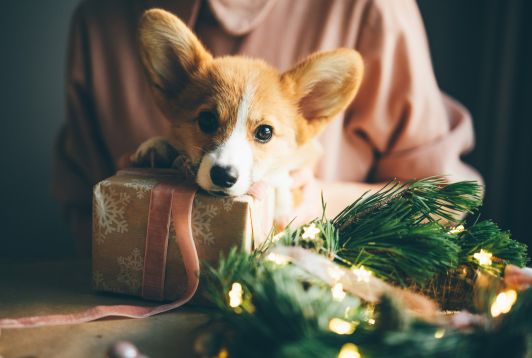 A Pet for Christmas? A Terrible Idea