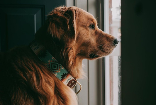Separation Anxiety in Dogs: 9 Signs You Shouldn't Ignore