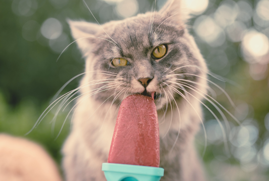 5 Tips to Keep Your Cat Cool This Summer